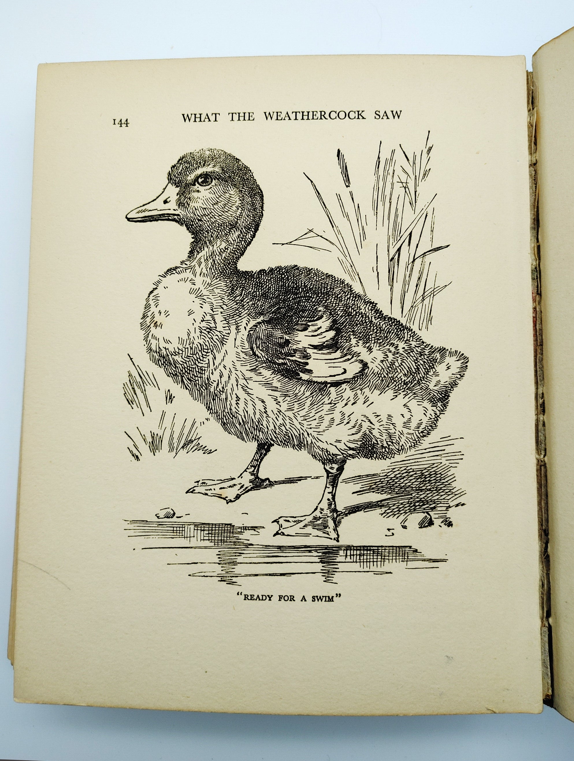 Illustration of a duck from the first edition of the pop-up panorama Told By The Animals (circa 1930s)